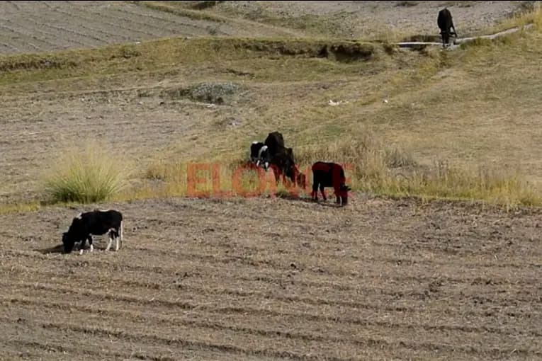“Sentís impotencia”: el reclamo de un productor ante la reiteración de delitos rurales - imagen de origen