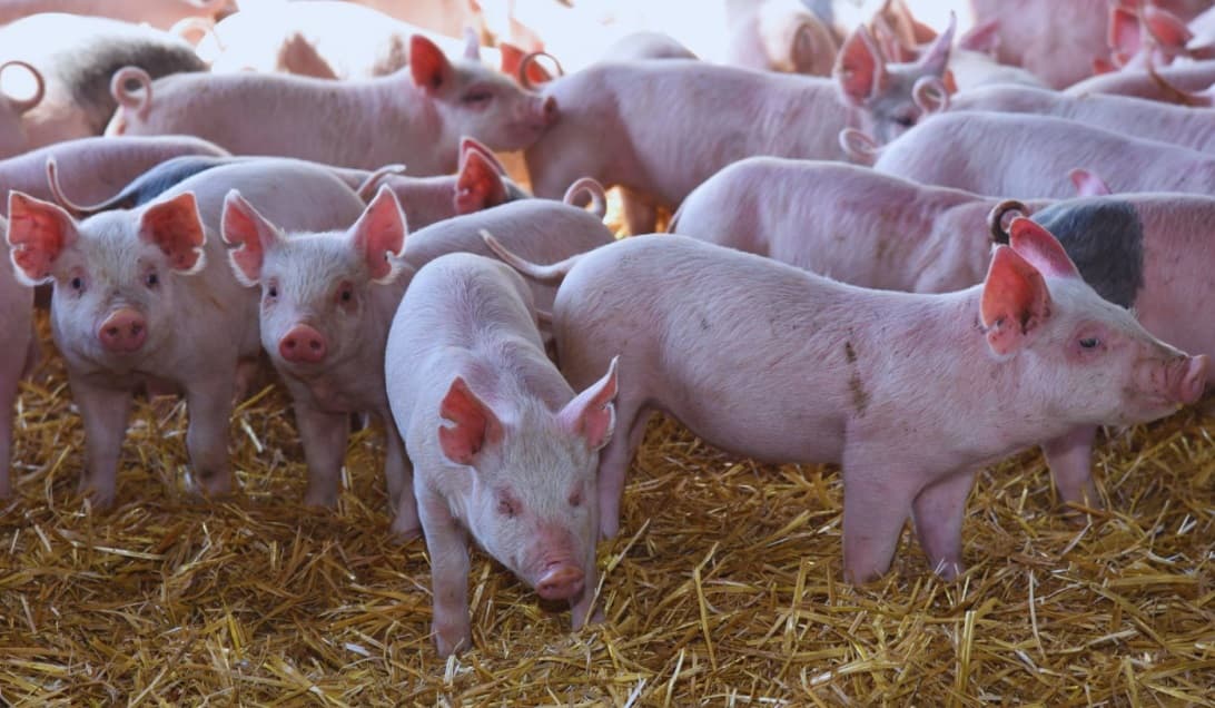 Crece el sector porcino en Santa Fe: superó las 840 mil cerdas y se ubica segunda en el país - Dos Florines - imagen de origen
