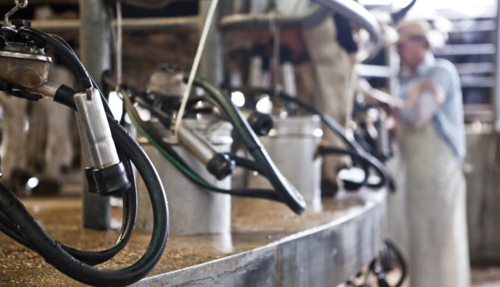 Precios de la leche en agosto: Entre Ríos se posiciona sobre la media - Dos Florines - imagen de origen