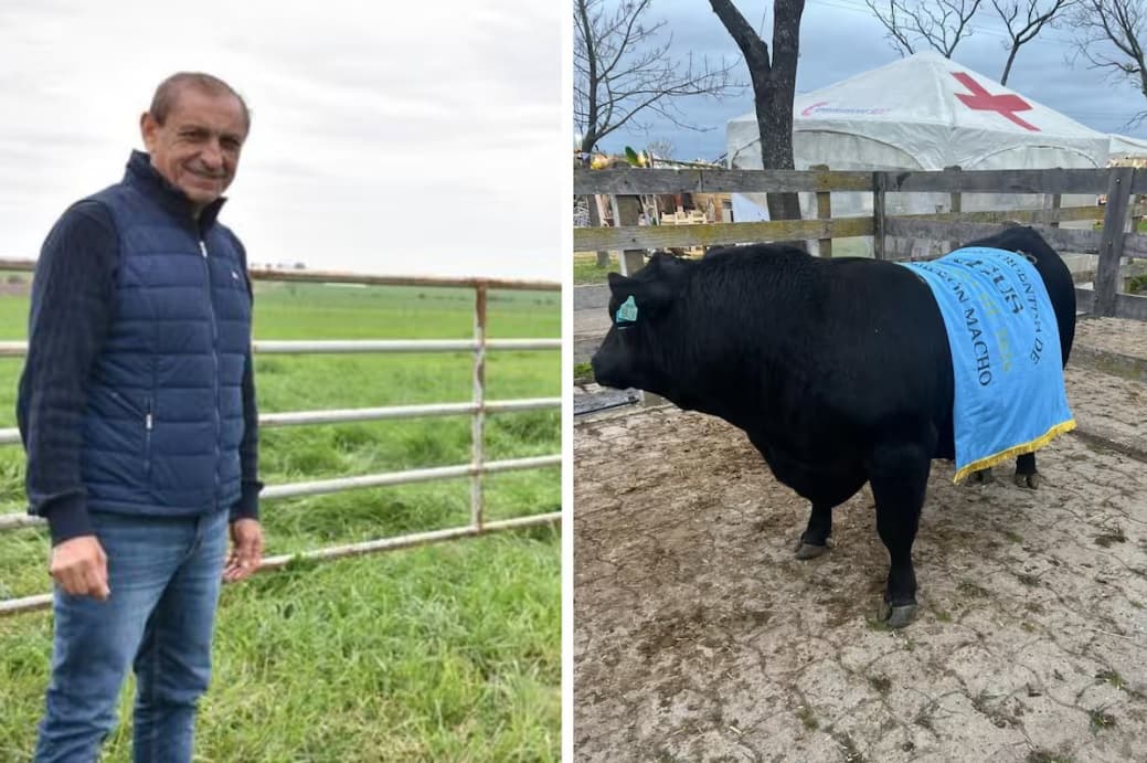En Entre Ríos, Ramón Díaz logró su primer Gran Campeón Macho Angus - Dos Florines - imagen de origen
