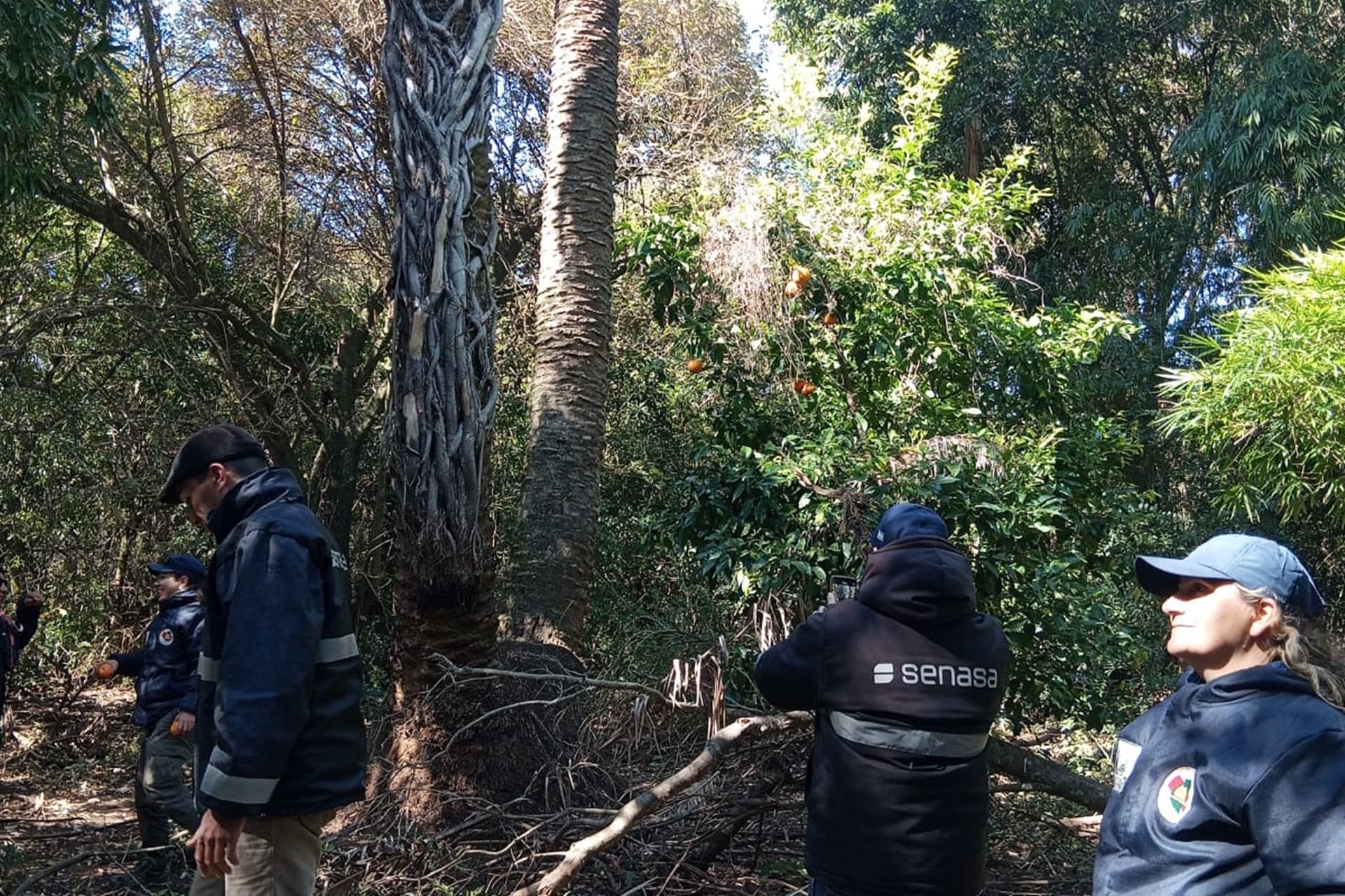 Avanzan las inspecciones preventivas en palmeras nativas para evitar la propagación del picudo rojo - imagen del Gobierno de Entre Rios