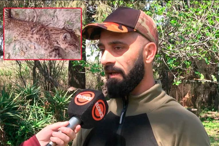 Gato montés muerto de un tiro: guardafauna pidió denunciar ataques y recomendó "aprender a convivir" - imagen de origen