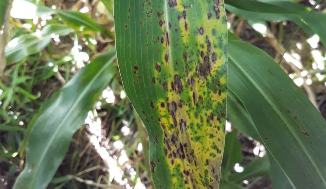 INTA Paraná estudió la roya del sorgo y descubrió cómo se produce una mayor expresión de la enfermedad - Dos Florines - imagen de origen
